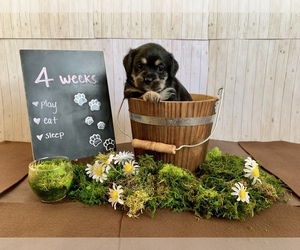 Daug Puppy for sale in WASHINGTON, DC, USA