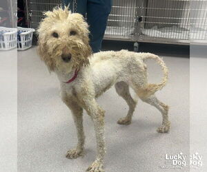 Golden Retriever-Unknown Mix Dogs for adoption in Washington, DC, USA