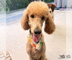Zar - Male Poodle (Standard)-Unknown Mix Dog for Adoption - Photo #2