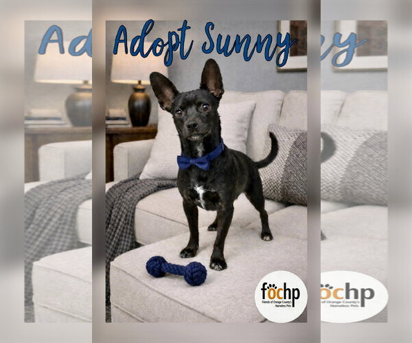 Medium Photo #1 Chiweenie Puppy For Sale in Menifee, CA, USA