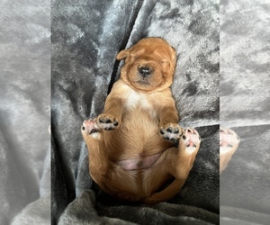 Goldendoodle Puppy for sale in N HIGHLANDS, CA, USA