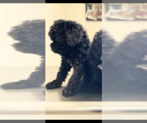 Goldendoodle (Miniature) Puppy for sale in KNOXVILLE, TN, USA