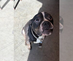 Bulldog Dogs for adoption in Tavares, FL, USA