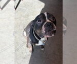 Small Bulldog