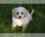 Small #2 Cavachon