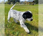 Puppy Spot Australian Cattle Dog-Labrador Retriever Mix