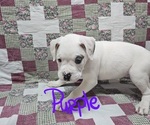 Small Photo #4 Boxer Puppy For Sale in PHIL CAMPBELL, AL, USA