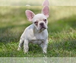Small Photo #2 French Bulldog Puppy For Sale in CHRISTIANA, TN, USA