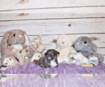 Small Photo #37 Chihuahua Puppy For Sale in CHARLESTON, AR, USA