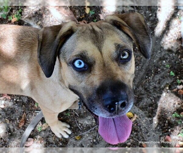 Medium Photo #2 Black Mouth Cur-Unknown Mix Puppy For Sale in Ocala, FL, USA