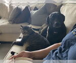Small #3 Labrador Retriever Mix