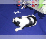 Small #4 Cavapoo
