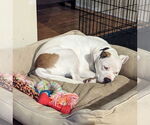Small #3 Mountain Cur Mix