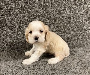 Cocker Spaniel Puppy for sale in CHETEK, WI, USA