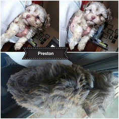 Havanese Puppy for sale in PENSACOLA, FL, USA