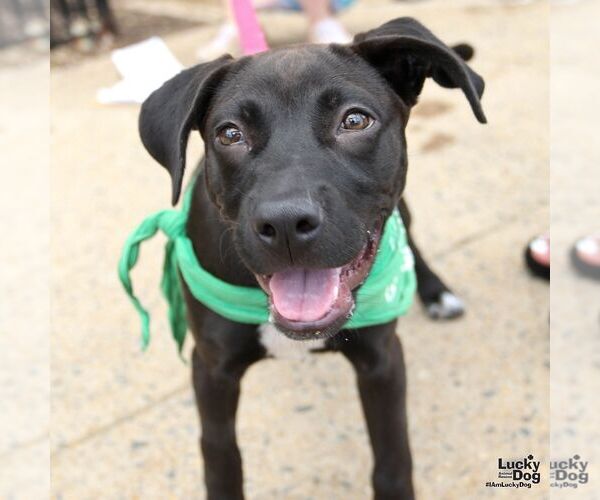 Medium Photo #1 Labrador Retriever-Retriever  Mix Puppy For Sale in Washington, DC, USA