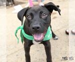Small Labrador Retriever-Retriever  Mix