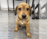 Small #3 Labrador Retriever Mix