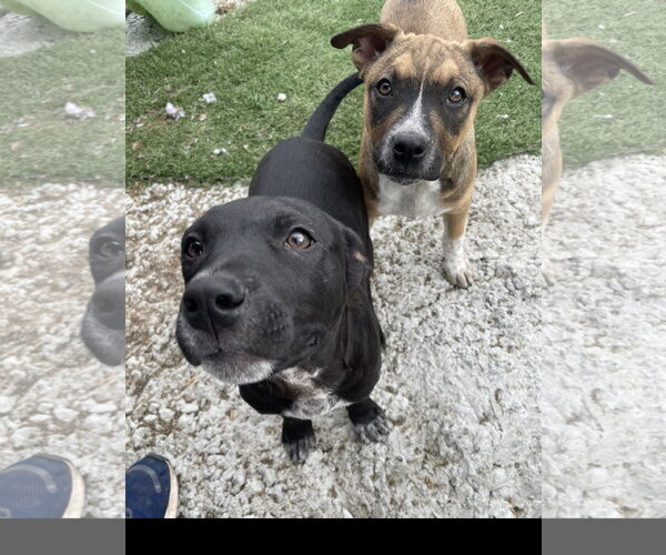 Medium Photo #2 Staffordshire Bull Terrier-Unknown Mix Puppy For Sale in Tracy City, TN, USA