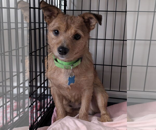 Medium Photo #3 Irish Setter-Unknown Mix Puppy For Sale in Plainfield, IL, USA