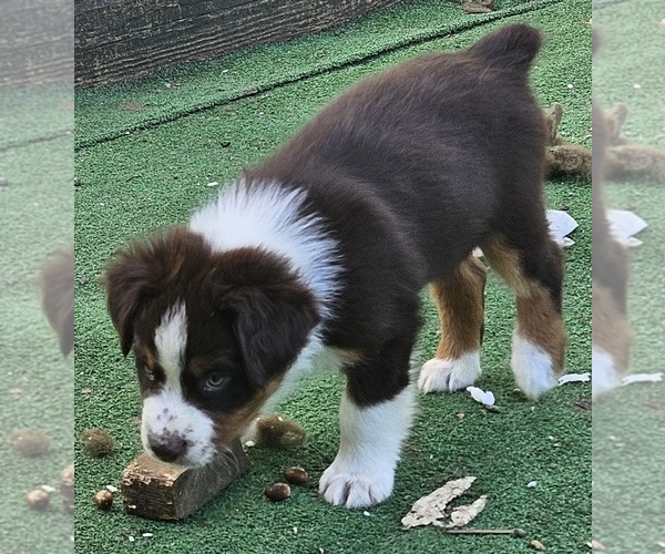Medium Photo #6 Australian Shepherd Puppy For Sale in NELSON, VA, USA