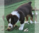 Small #5 Australian Shepherd