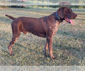 Father of the German Shorthaired Pointer puppies born on 10/21/2022