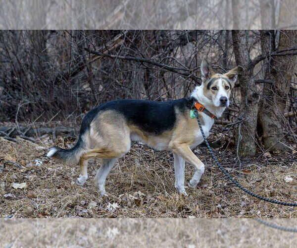 Medium Photo #7 Collie-Unknown Mix Puppy For Sale in Omaha, NE, USA