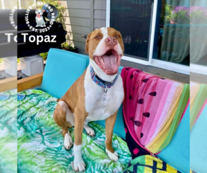 Topaz - Male American Bulldog Dog for Adoption - Photo #3
