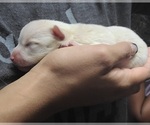 Small Photo #7 Chiranian Puppy For Sale in HOUSTON, TX, USA
