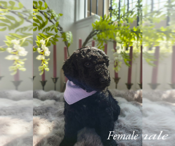 Medium Photo #2 Goldendoodle Puppy For Sale in CONROE, TX, USA