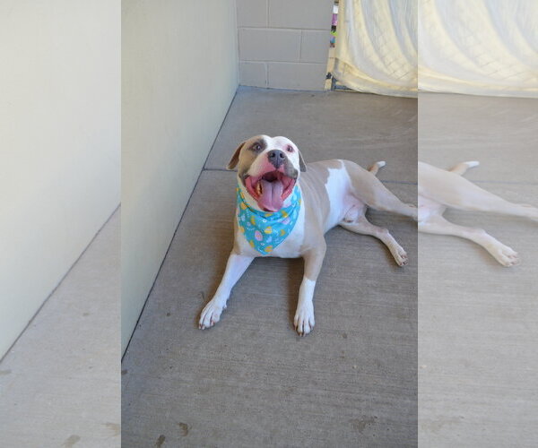 Medium Photo #1 Mutt Puppy For Sale in McKinney, TX, USA