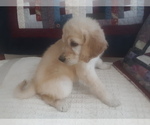 Small Photo #3 Goldendoodle Puppy For Sale in PELHAM, NH, USA