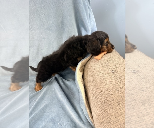 Medium Photo #3 Dorkie Puppy For Sale in NEGLEY, OH, USA