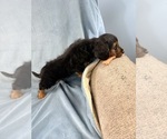 Small #2 Dorkie