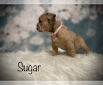 Small Photo #13 Bulldog Puppy For Sale in SPRING, TX, USA