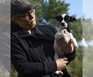 Ildredir - Male Jackshund Dog for Adoption - Photo #8