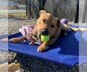 Candy - Female Catahoula Leopard Dog-Unknown Mix Dog for Adoption - Photo #11