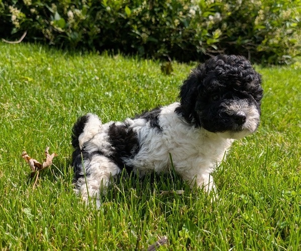 Medium Photo #5 Poovanese Puppy For Sale in GOSHEN, IN, USA