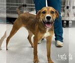 Small #4 Retriever  Mix