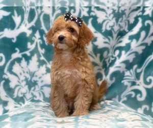 Goldendoodle-Poodle (Toy) Mix Puppy for sale in LAKELAND, FL, USA