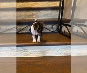 Jack Russell Terrier Puppy for sale in LYNNWOOD, WA, USA