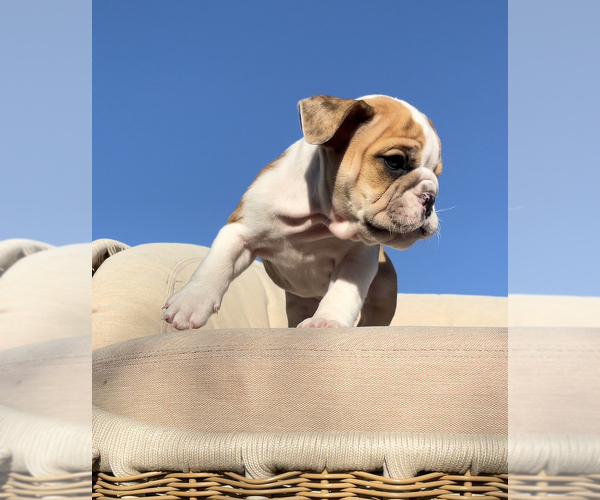 Medium Photo #4 English Bulldog Puppy For Sale in SANTA ANA, CA, USA