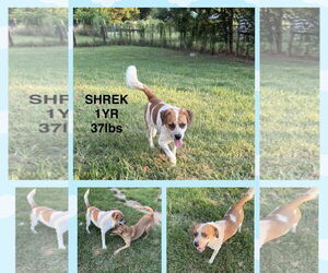 Retriever -Unknown Mix Dogs for adoption in Woodbury, NY, USA