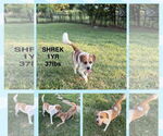 Small Retriever  Mix