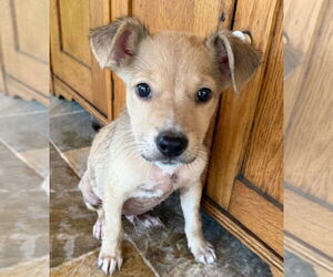 Golden Labrador Dogs for adoption in Lakewood, CO, USA