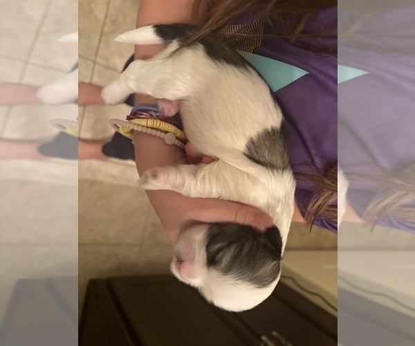 Medium Photo #3 Lhasa Apso Puppy For Sale in GIBSONTON, FL, USA