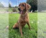 Small #5 Golden Retriever