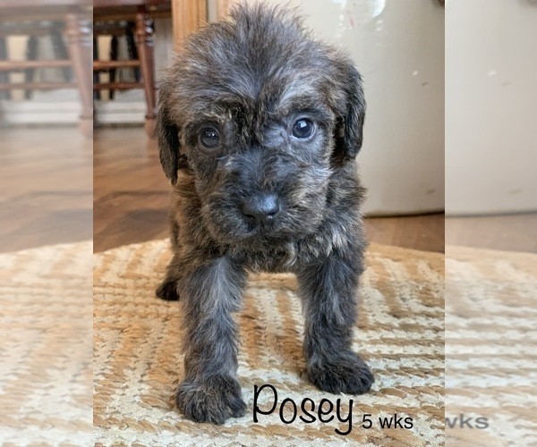 Medium Photo #3 Schnoodle (Miniature) Puppy For Sale in LARCHWOOD, IA, USA