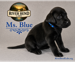 Puppy Ms Blue Labrador Retriever